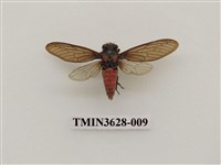 藏品(黑翅蟬)的圖片